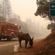 Image for article titled Photos: The lost animals of California’s destructive wildfires